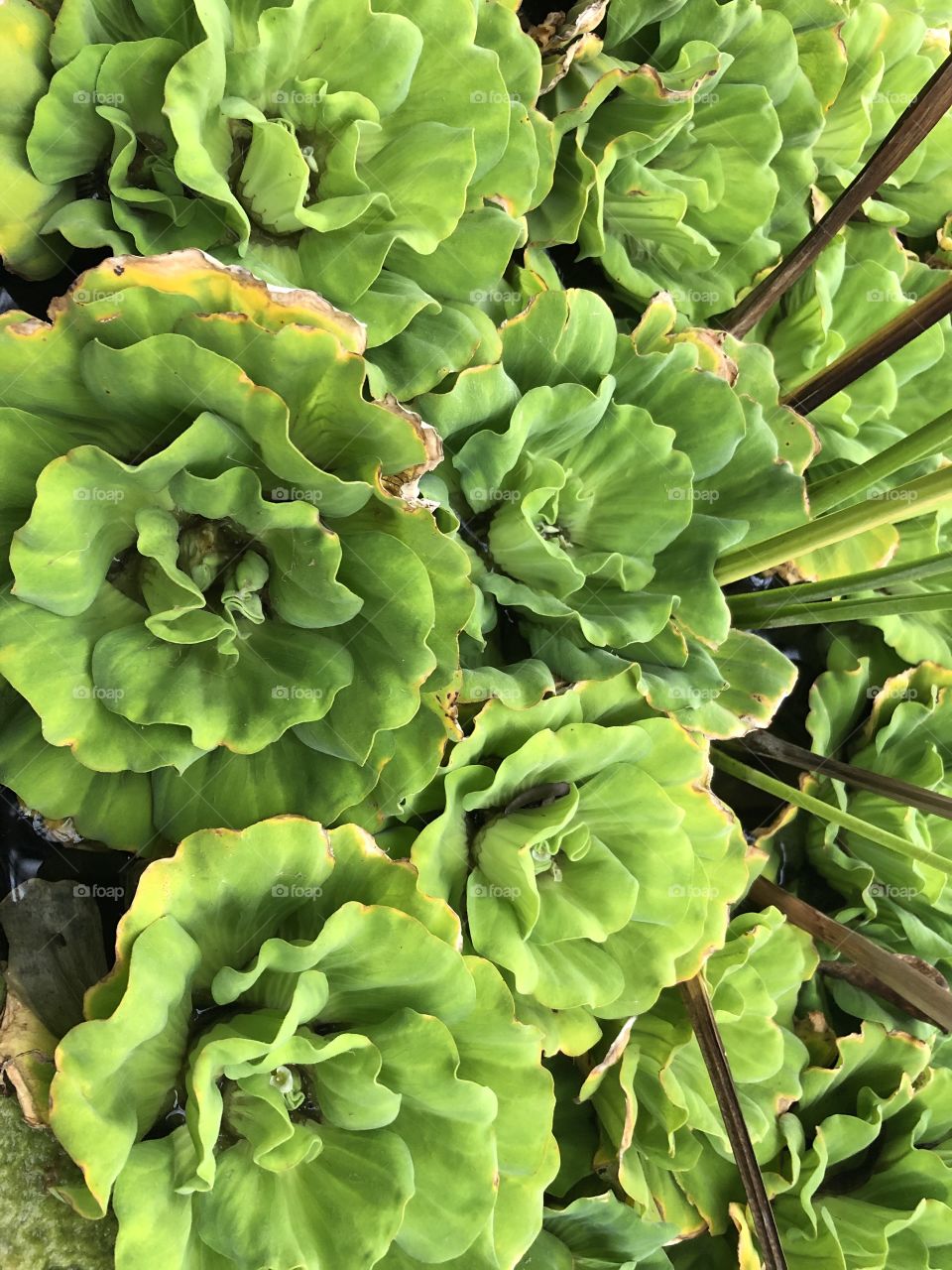 Water Lettuce 