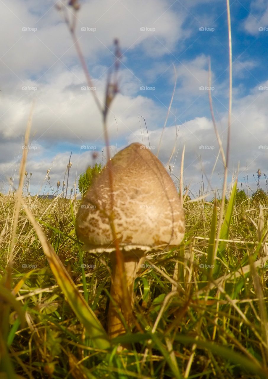 Mushroom in field