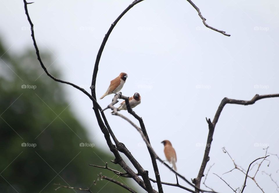 Small group munia. Identified , as well known as breasted munia at the dryng shrubs. The birds good in distancing with others (species) of munia too .