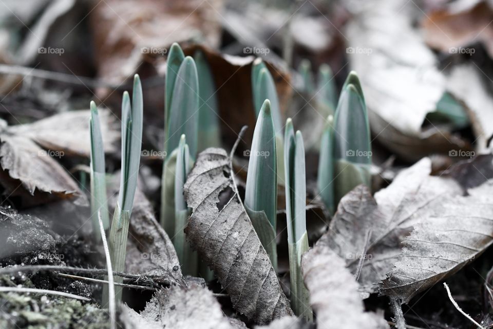 Closeup macro of early spring flowers or sprouts