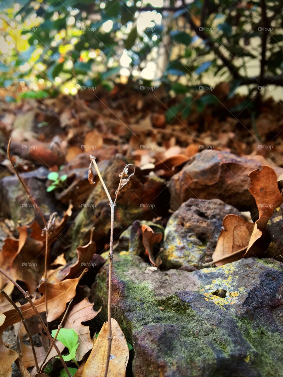 Rocks surrounded by leaves 