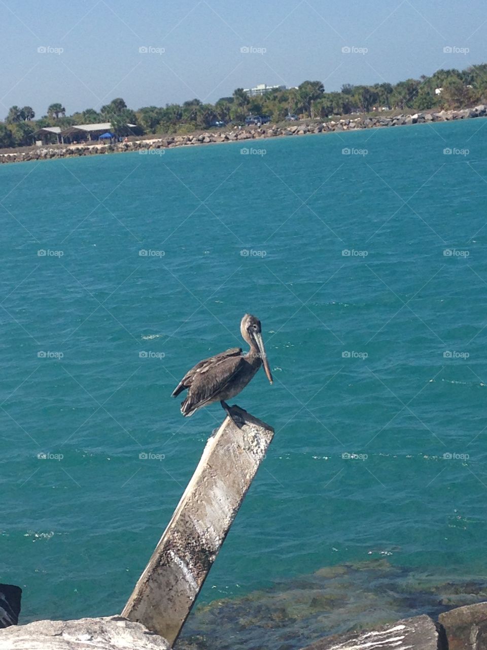 Posing pelican 