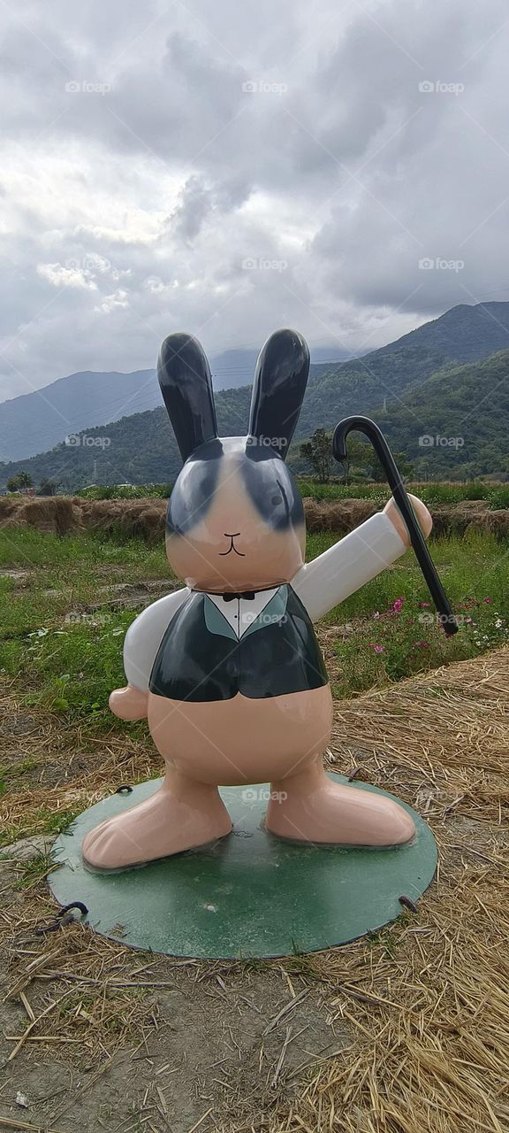 Rabbit in the mountain field