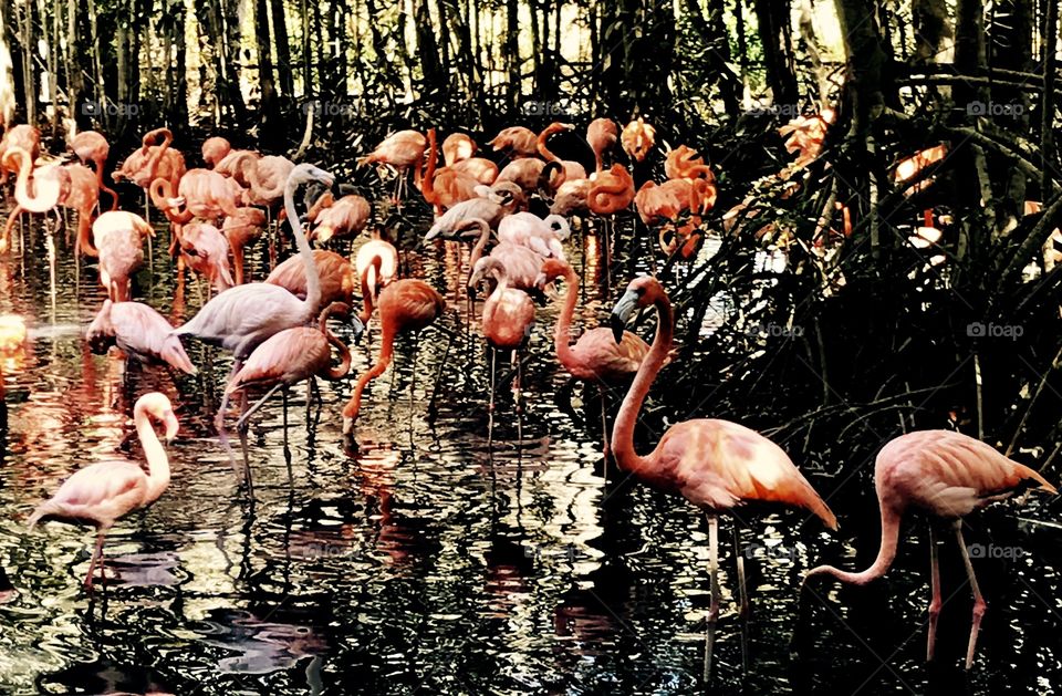 Flamingoes 