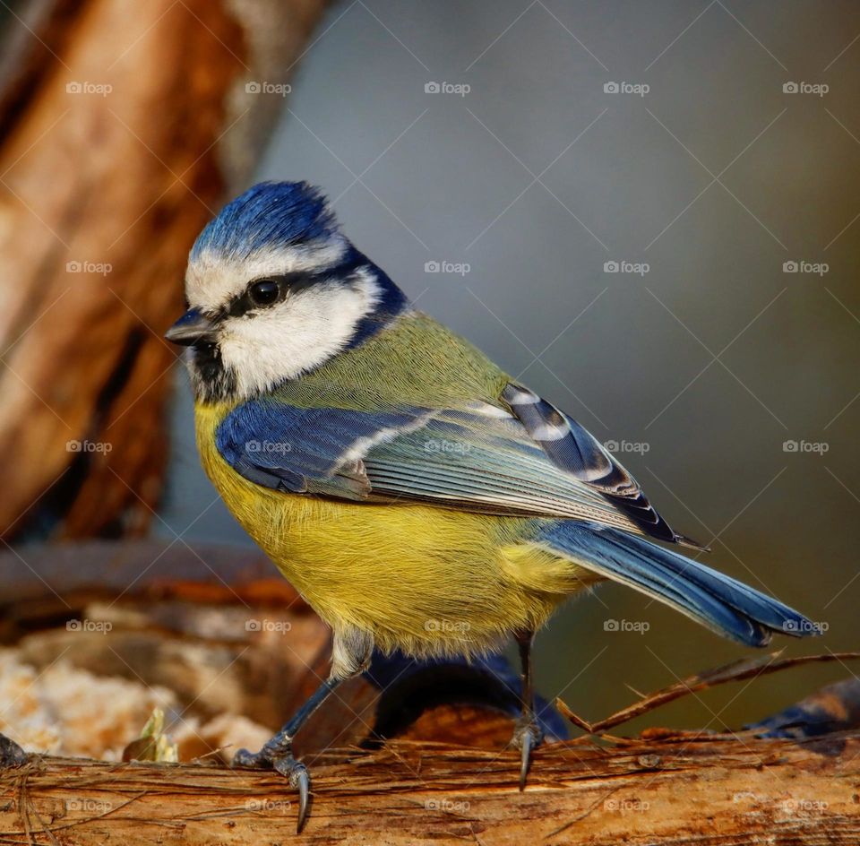 Beautiful and cute bird