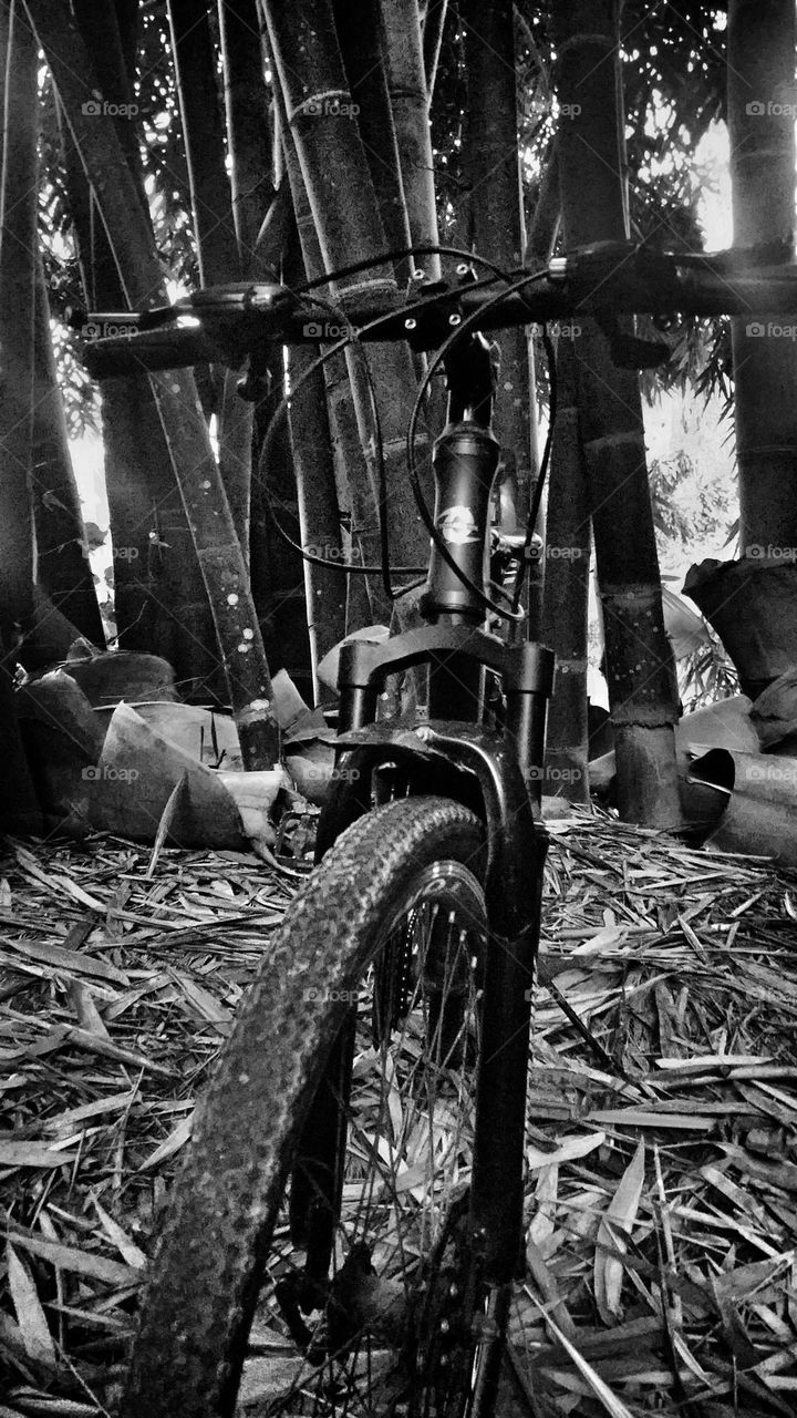 Black and white photo of a bicycle with nature