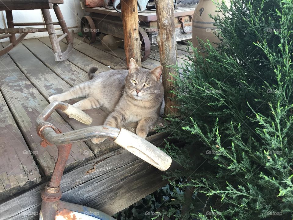 Cat resting on porch