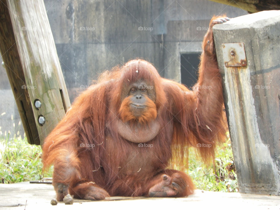 Funny face orangutan