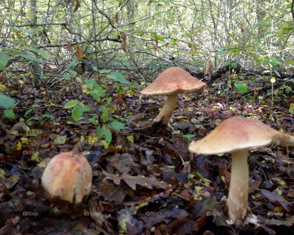 Mushrooms

