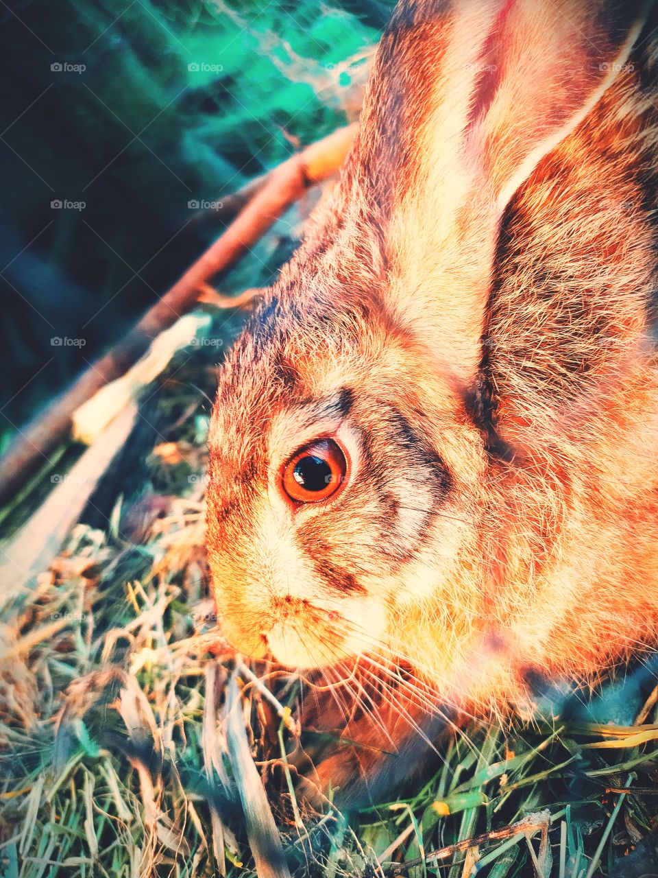 Rabbit close up photo shoot on Camera favourite animal of kids