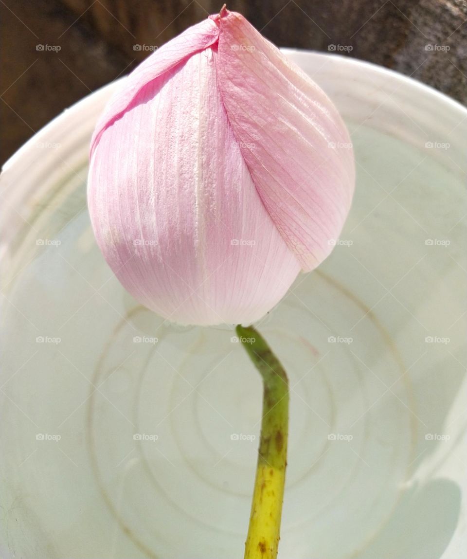 Lotus bud