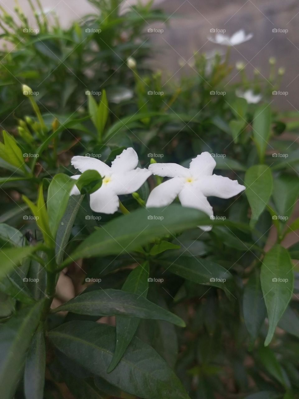 a flowers