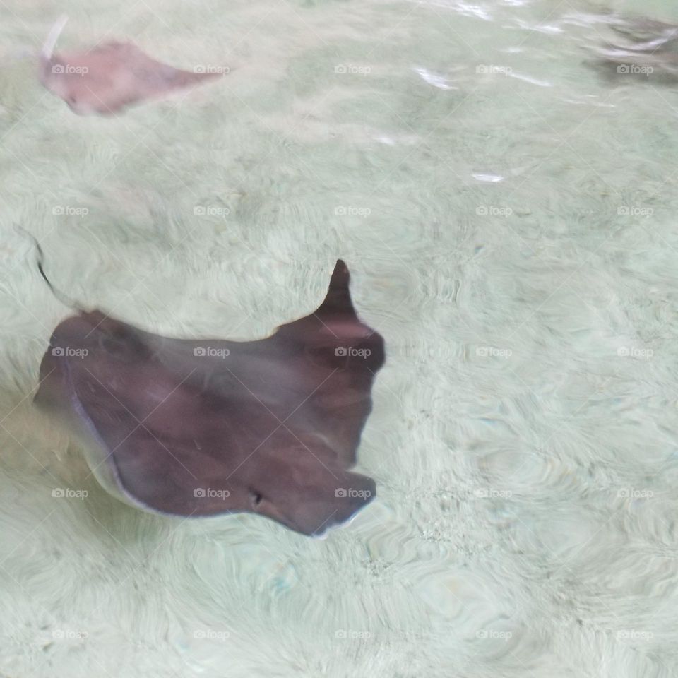 Stingrays