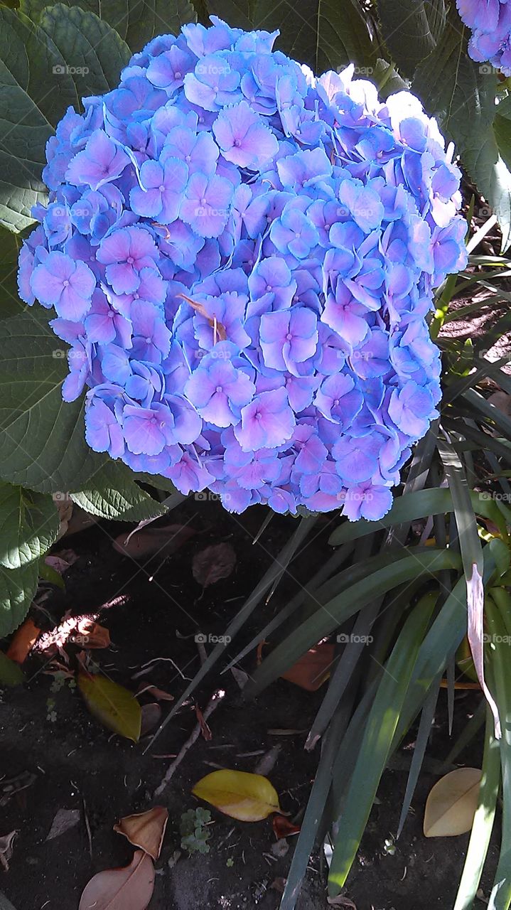 Purple butterflies. Out for a walk in my neighborhood