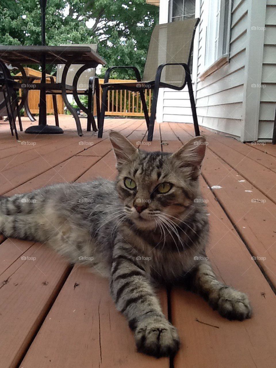 Tabby cat on the deck