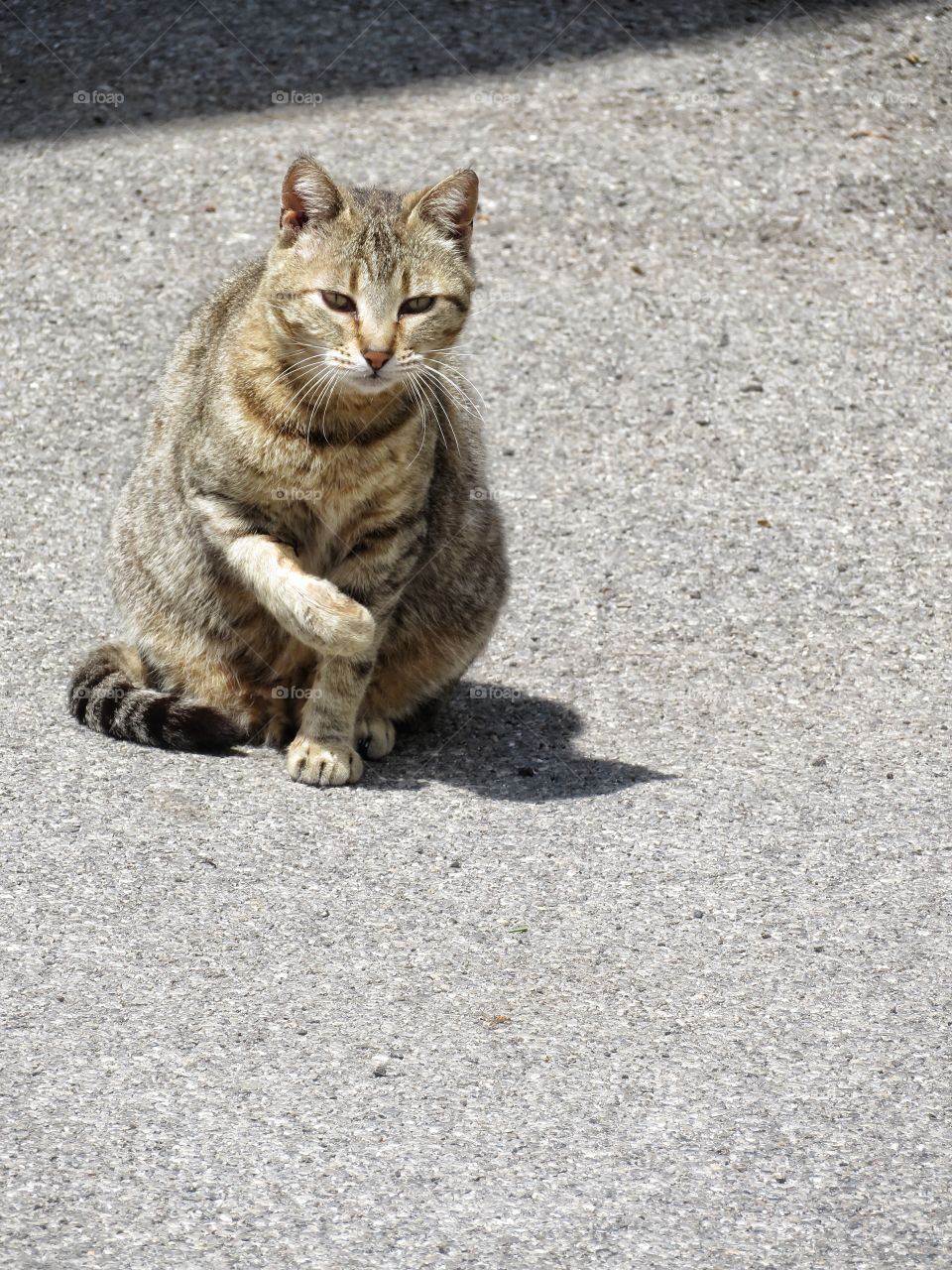 Italian cat