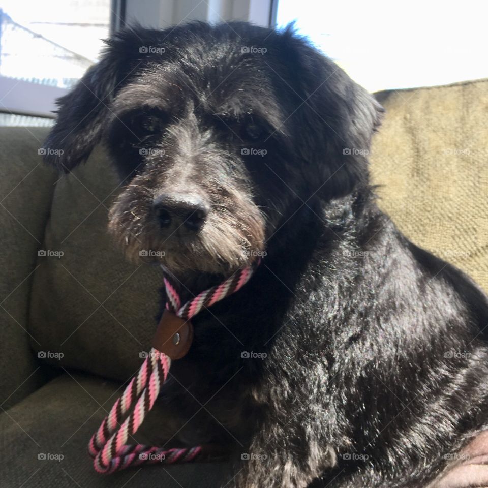 Bath day for Mr. Tiny!  9 years old; Terrier Mix; Senior Shelter pup; super sweet; friendly with other dogs and people; doesn’t like to walk but will be more than happy to keep you company on the couch 🛋