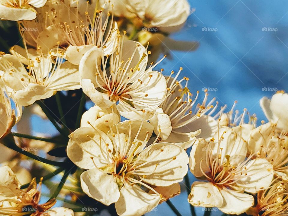 Sun illuminated beautiful white spring flowers on a tree whith a blue sky background.