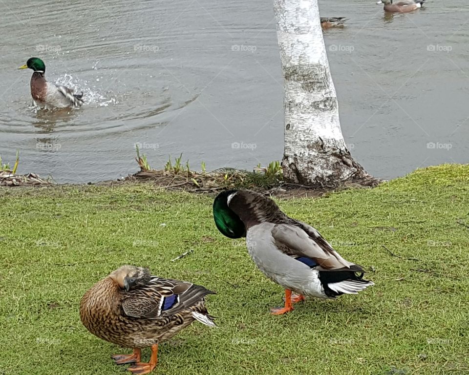 duck sleep, duck clean themselves