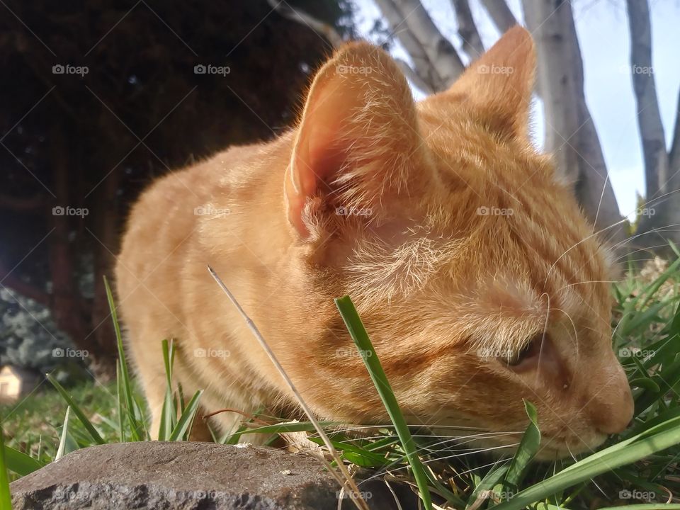 An orange cat named Butterbean, enjoying the day 😻