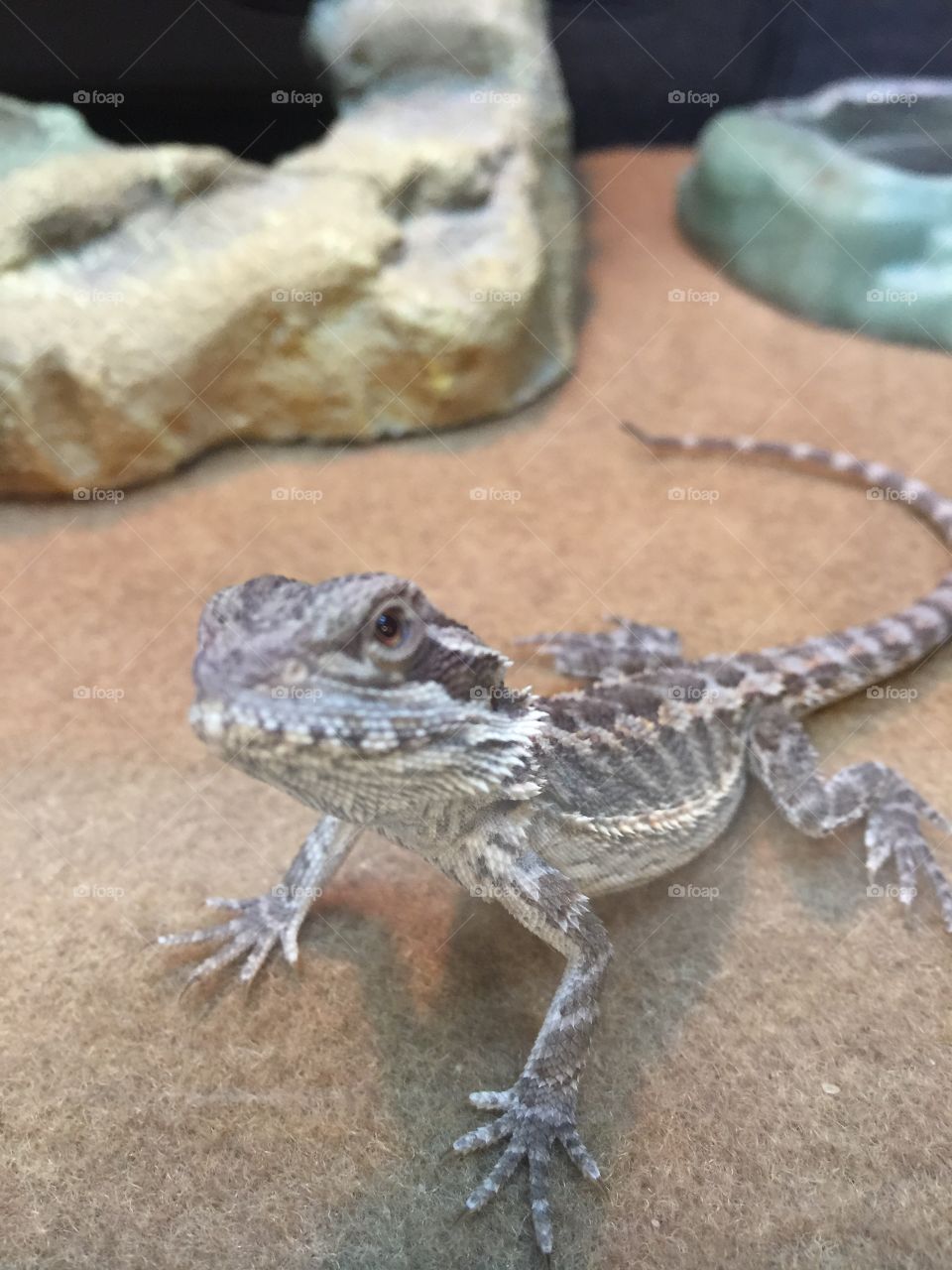 Baby bearded dragon