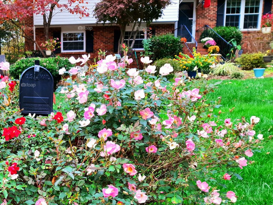 Mail box surrounded by flowers