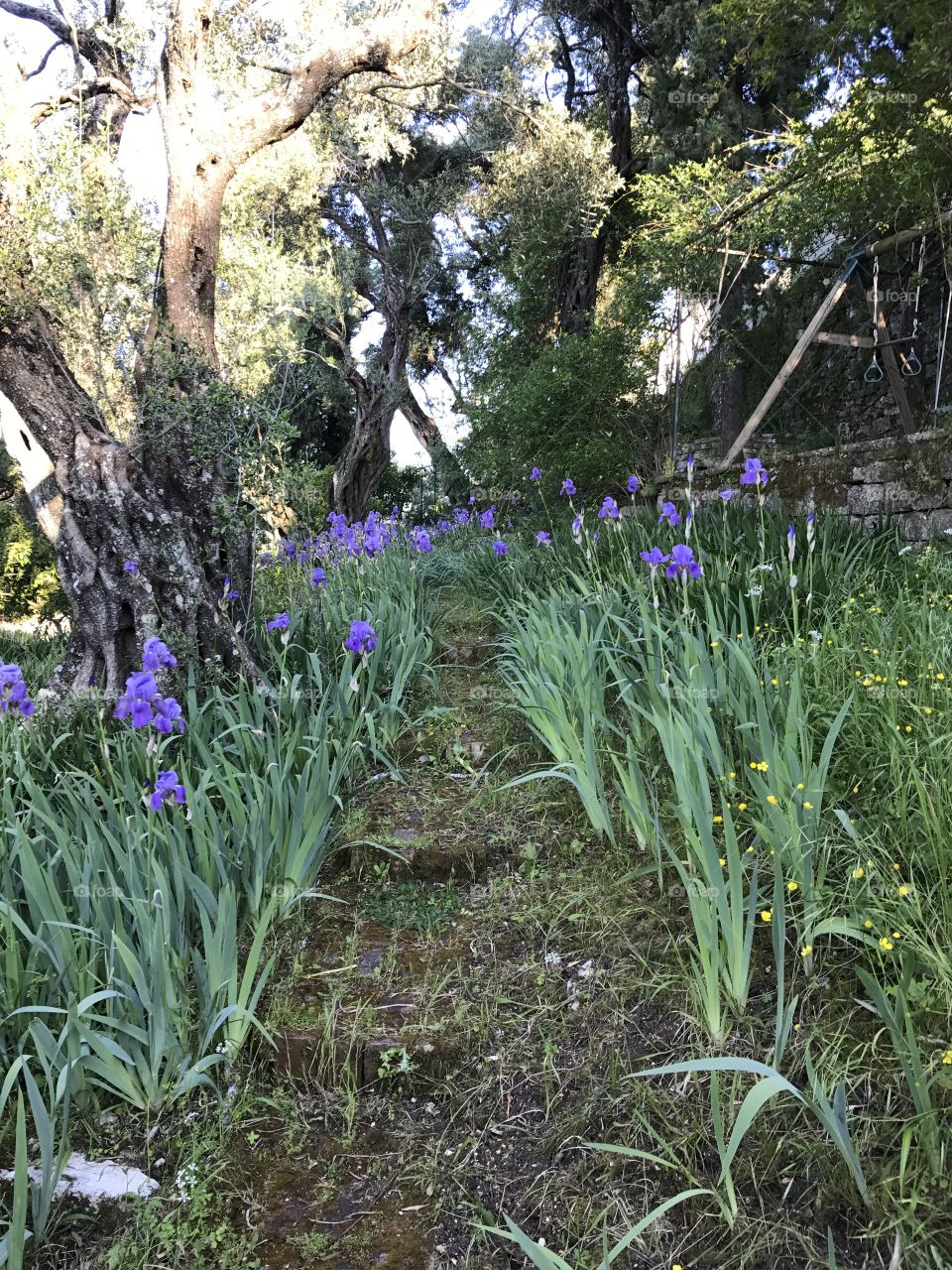 Iris’s in the path 