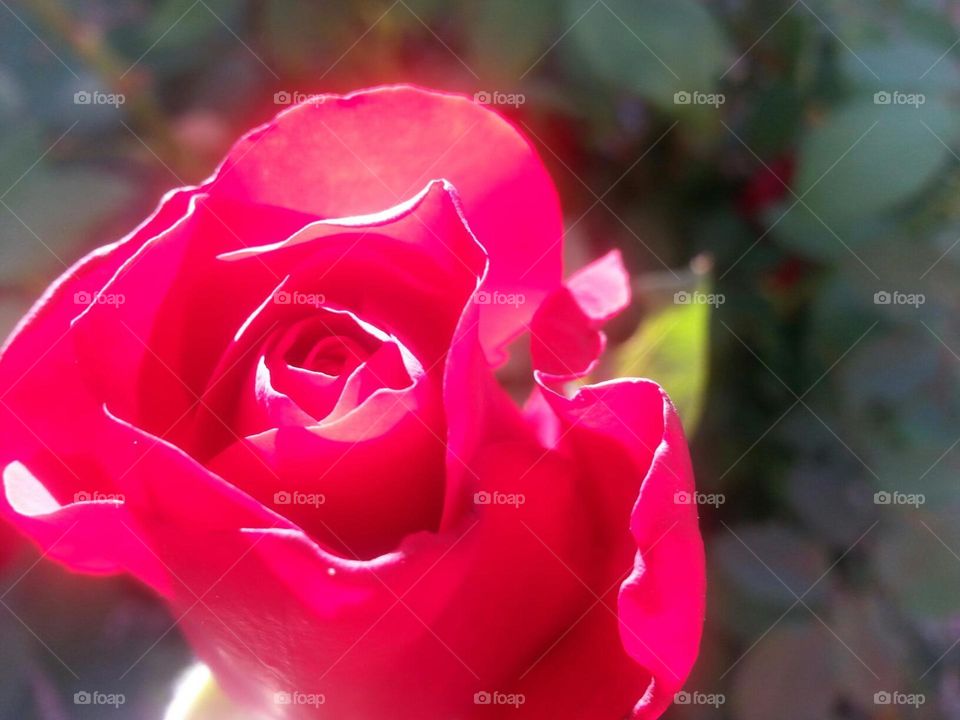 radiant red. this is from my backyard rose garden and the way the light hits it is aweome