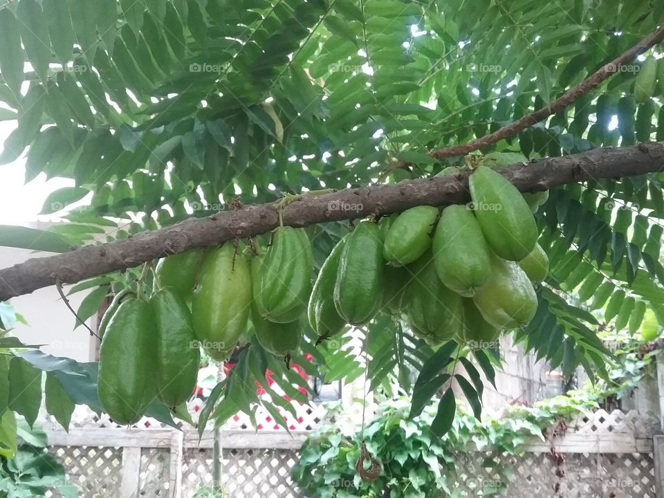 limp with karamango fruit