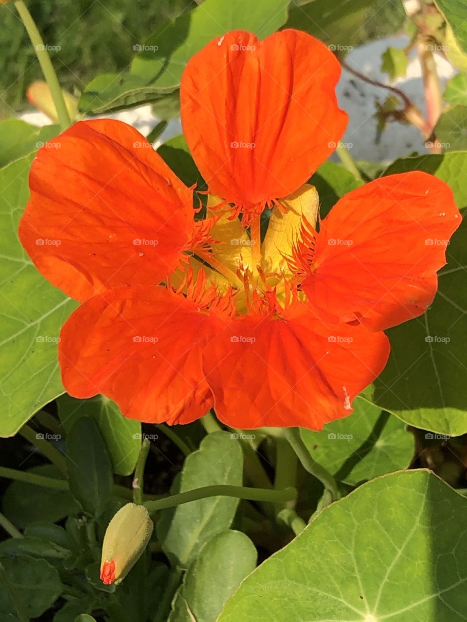 Nasturtium