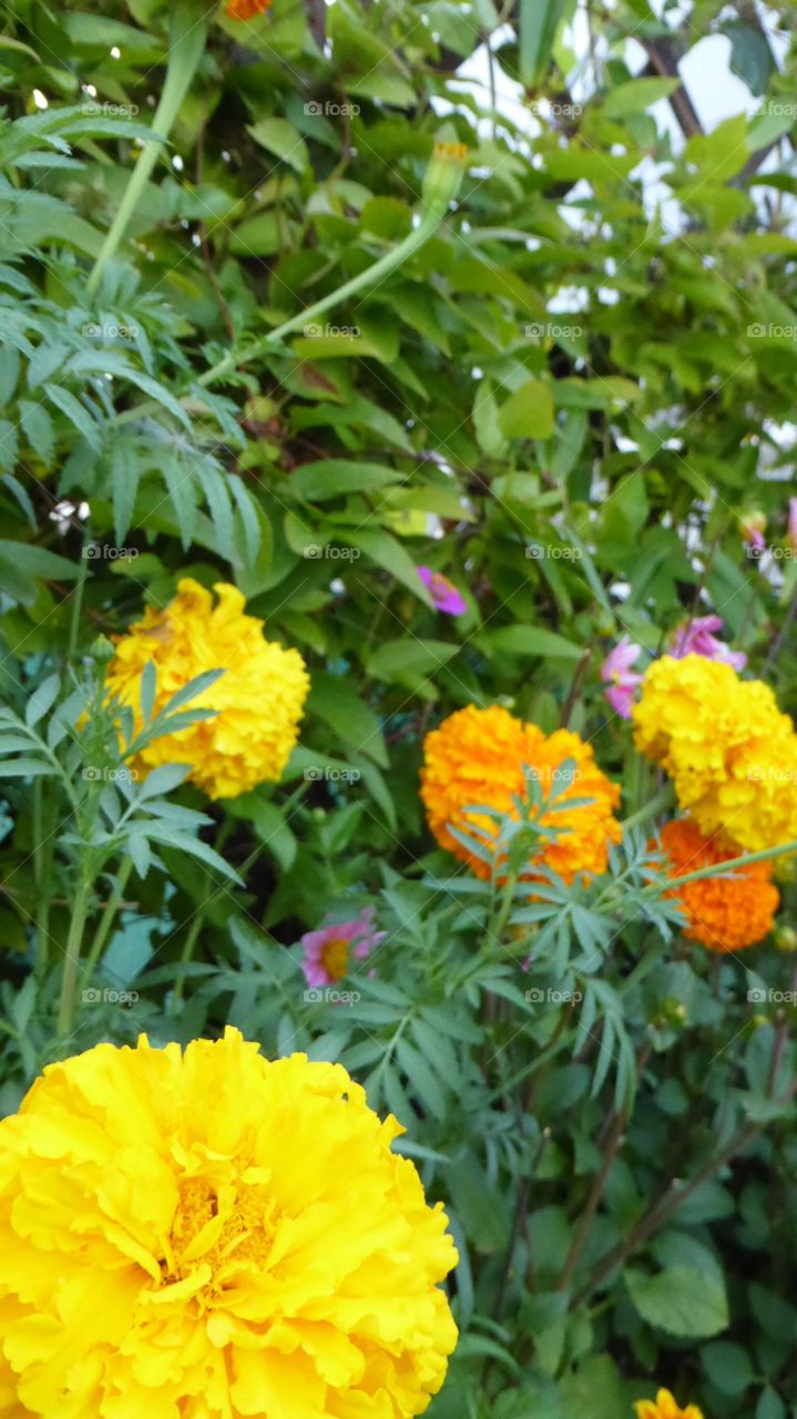 Yellow & orange round flower. Yellow & orange round flower in the garden