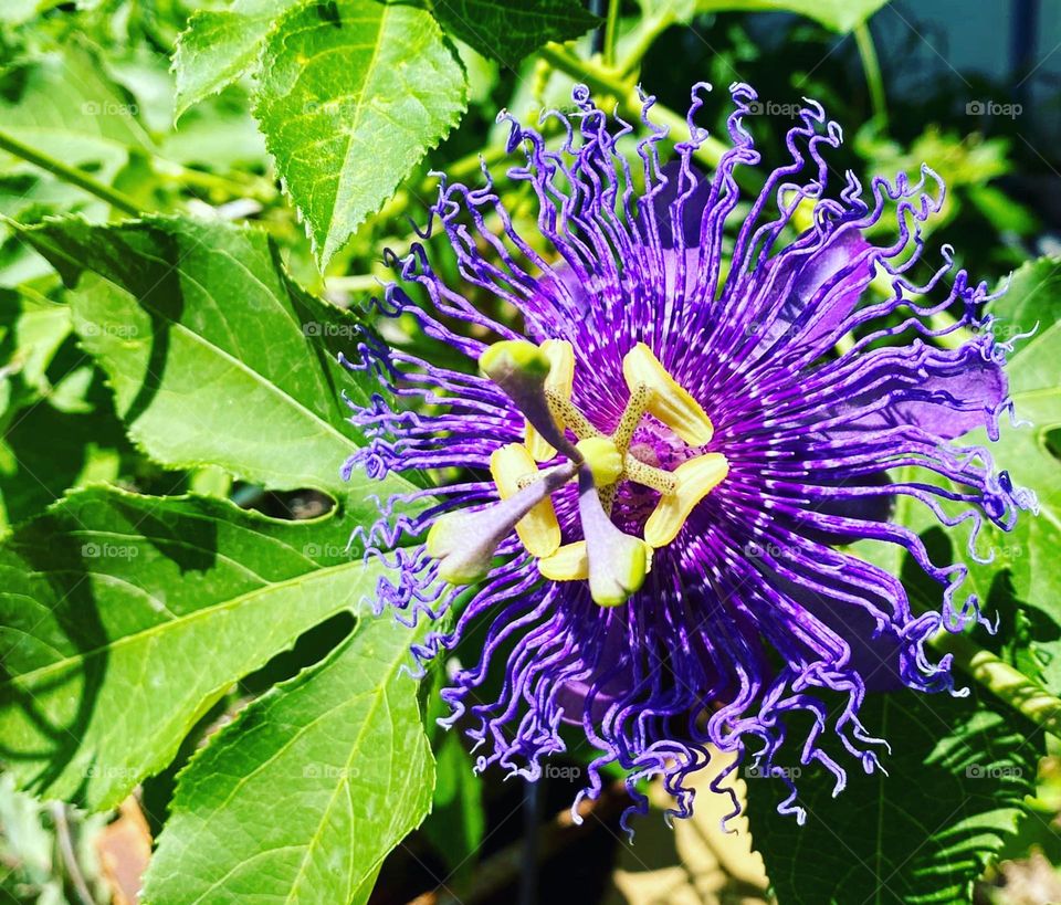 Passion Flower on the fence