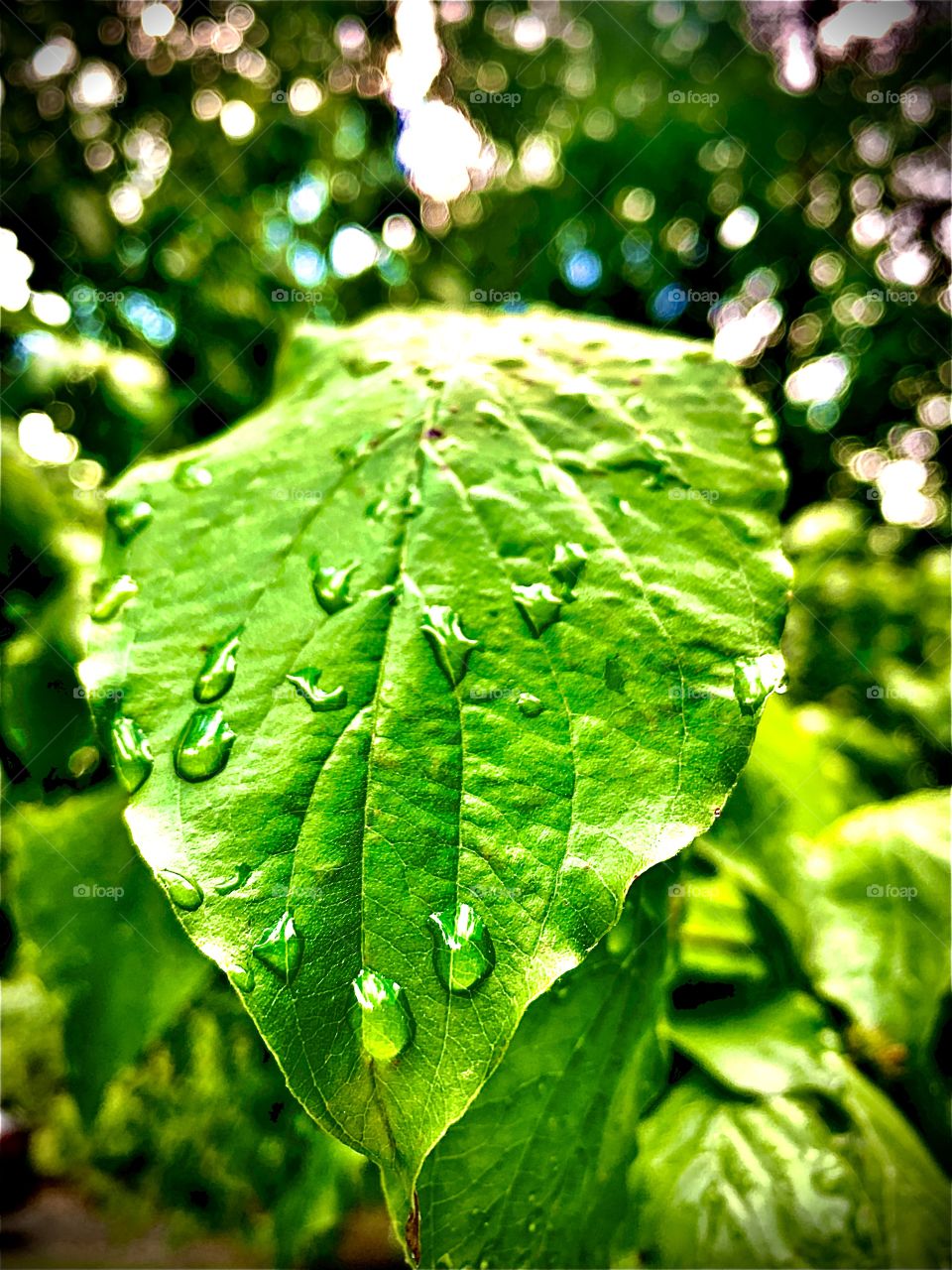 Rain on a leaf