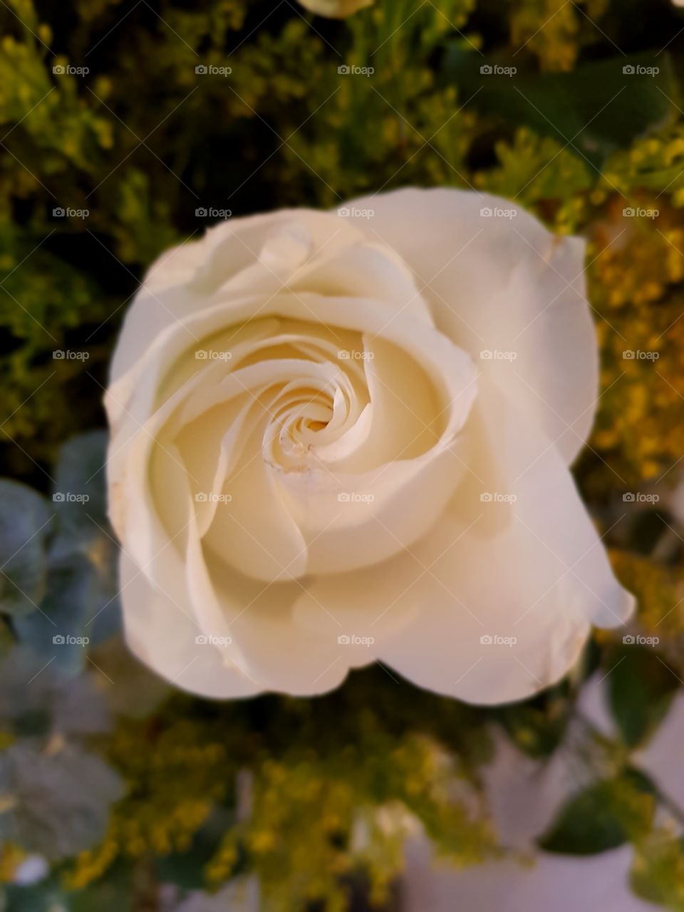 Linda rosa blanca