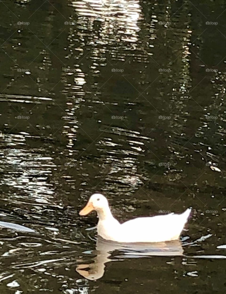 Evening at the Duck pond 