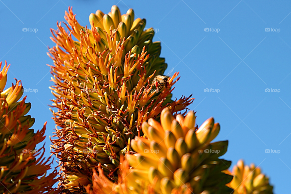 spring flowers garden yellow by hlehnerer