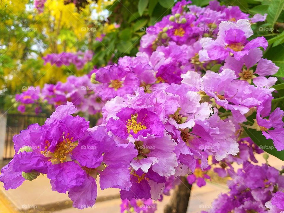 Lythraceae Flowers. (Lagerstrormis loudoni), flowres in Thailand. Spring Flowers.