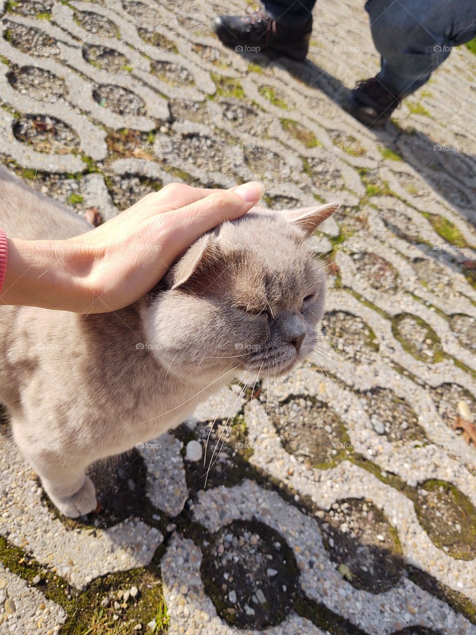 petting the British cat