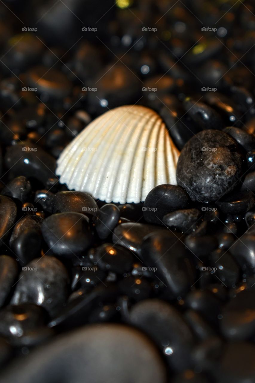 Sea shell