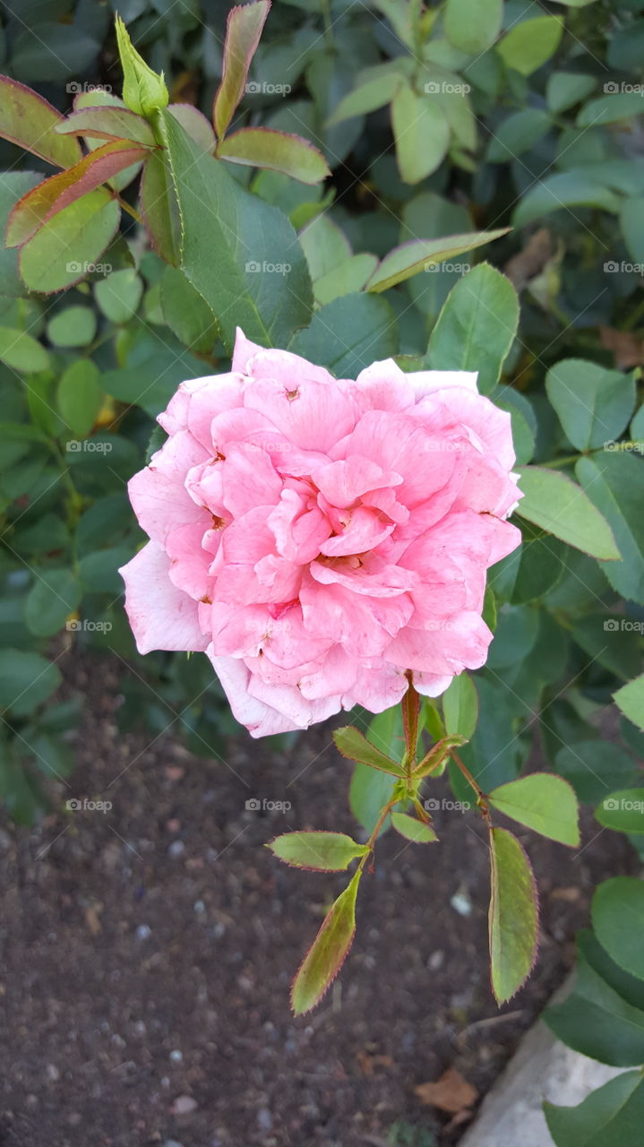 Pink Rose