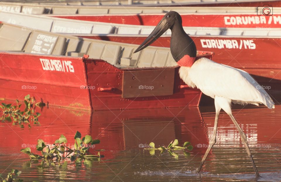 PANTANAL MS BRAZIL