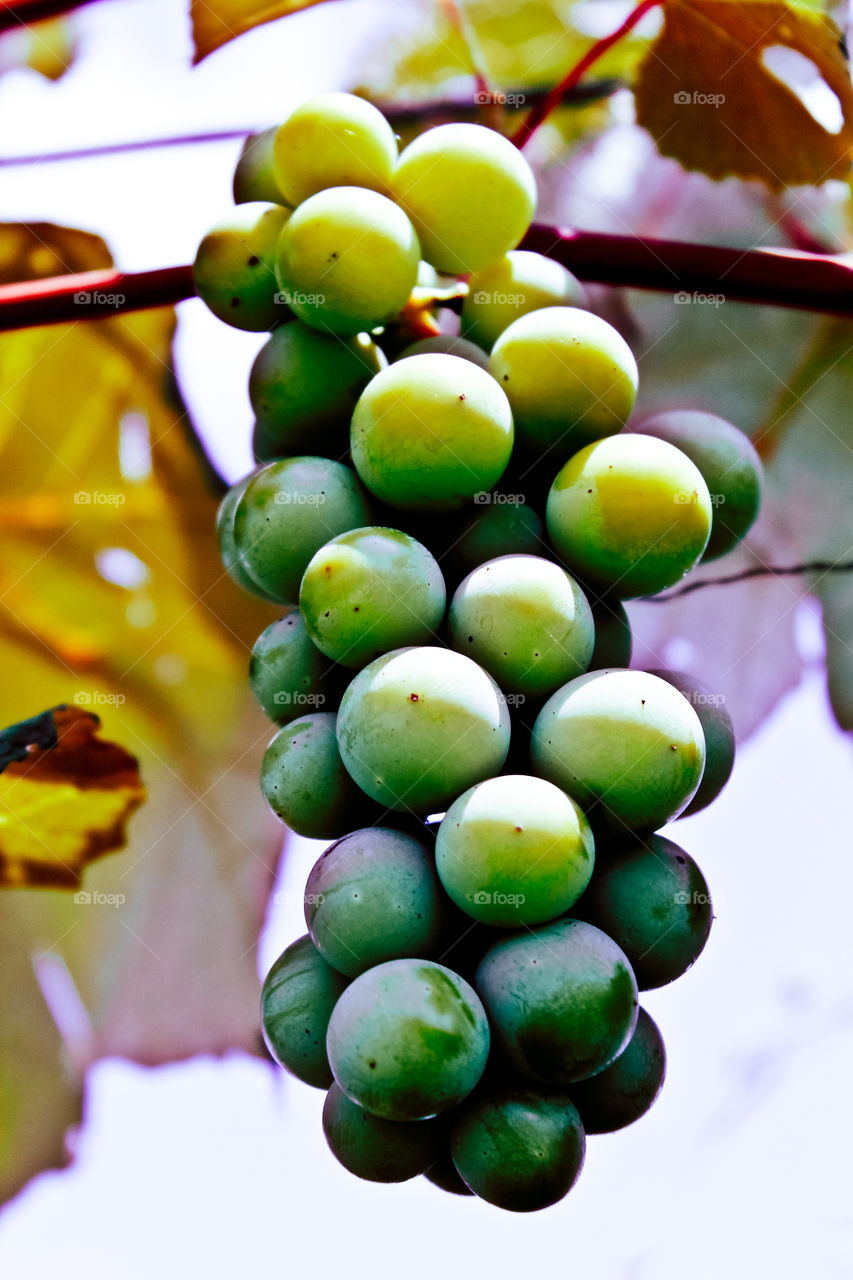 Grapes