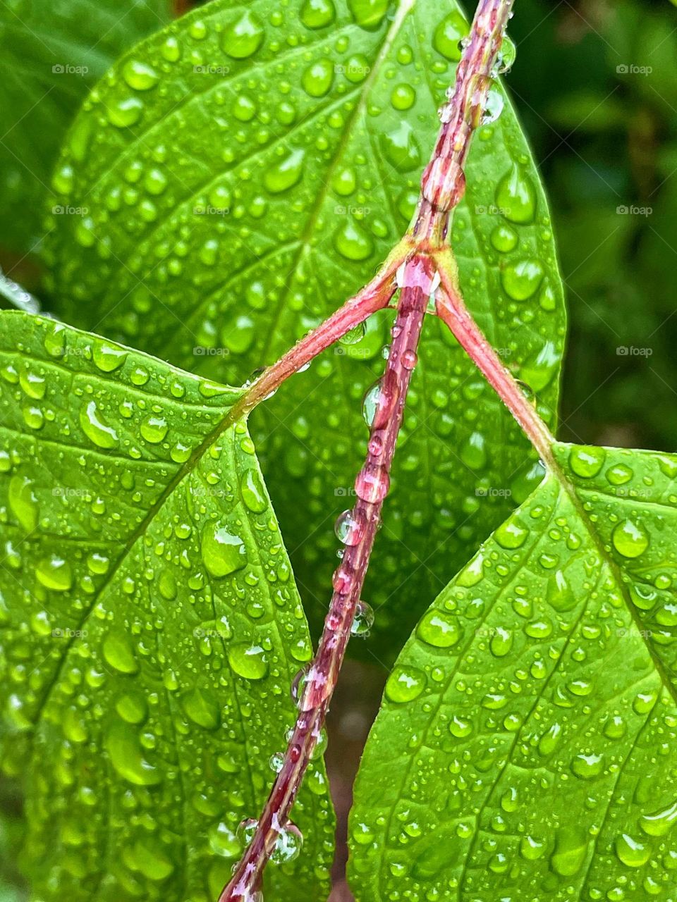 Macro view of bright green leaves on the twig with water rain drops