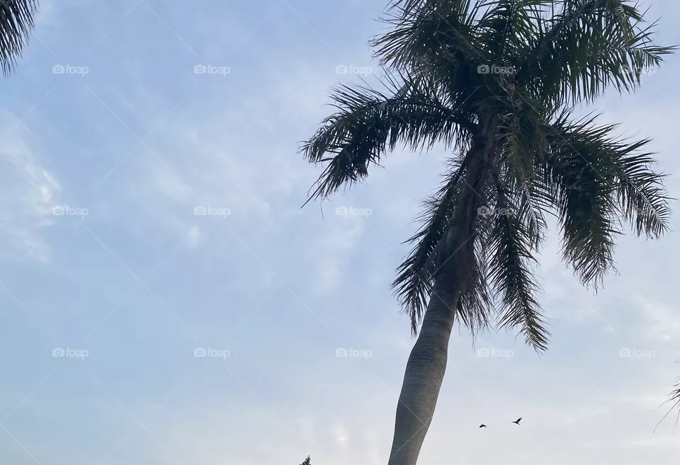 🏝