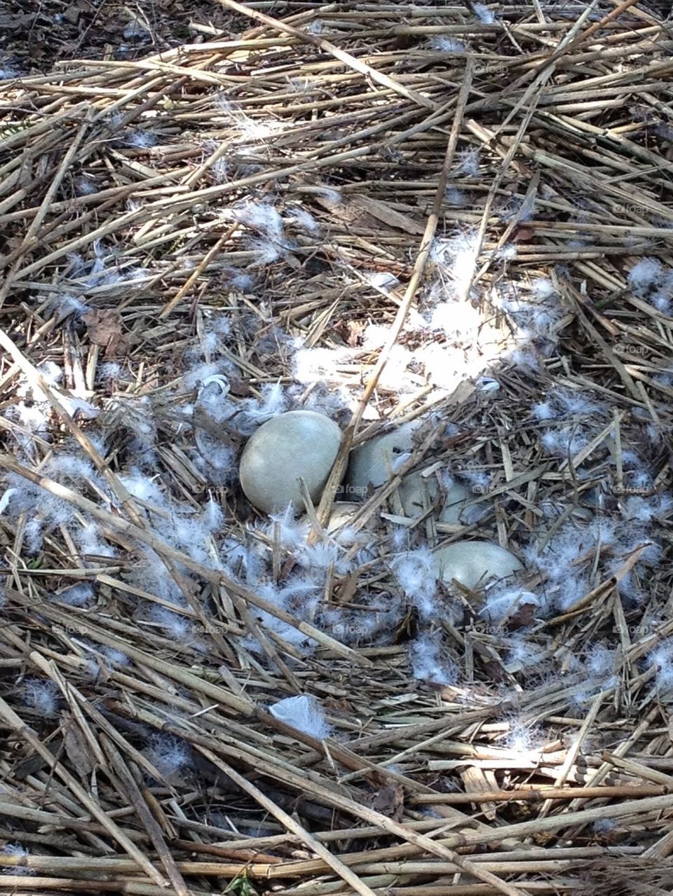 Swan Eggs in a Nest