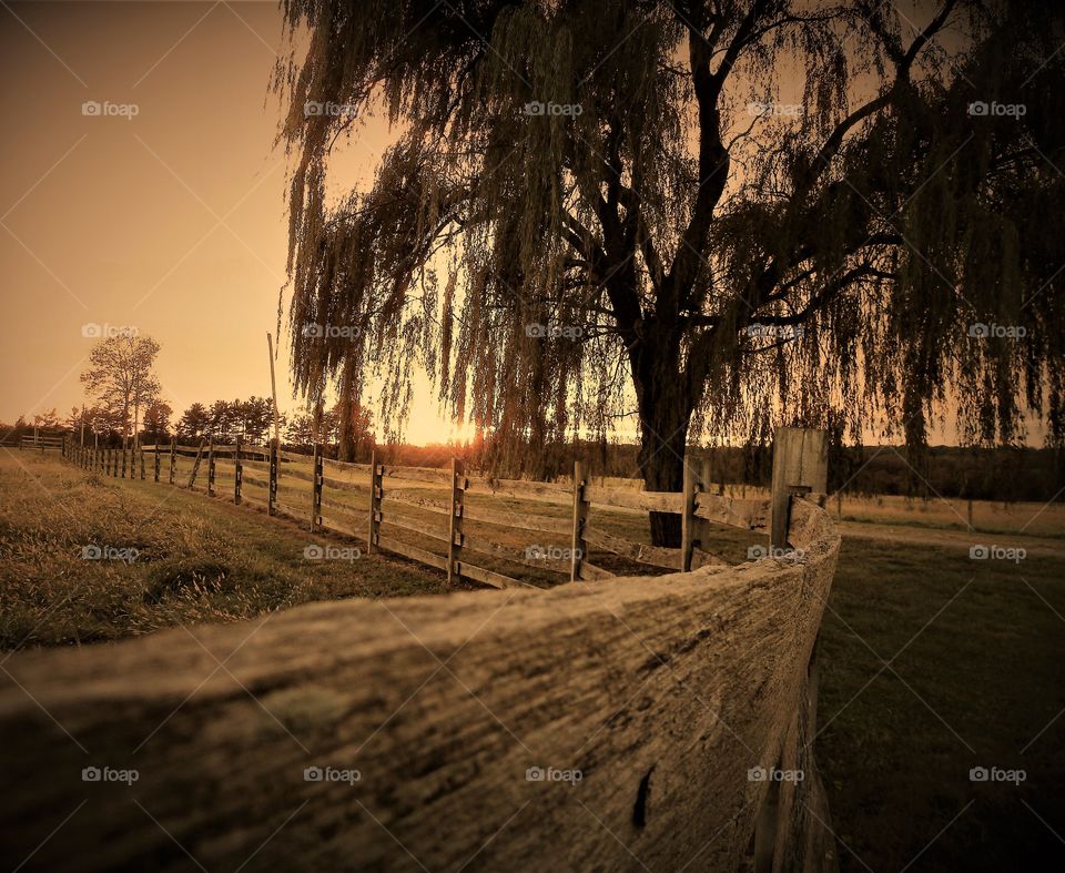 Fence and the Weeping Willow