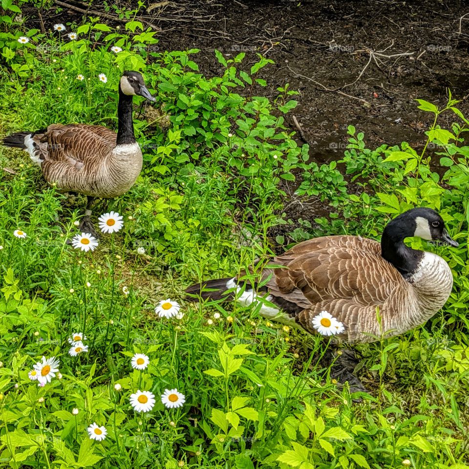 Canadian geese sitting in a bed of daisies