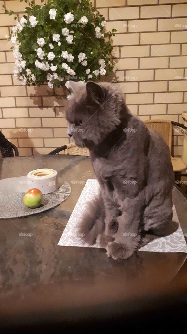 what is life but an apple looking at a cat