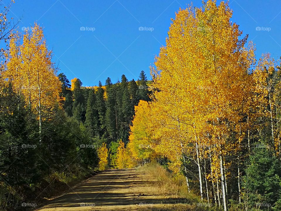 New Mexico Fall Aspens. The yellows stand out against the dark evergreens in the mountains of Northern New Mexico.