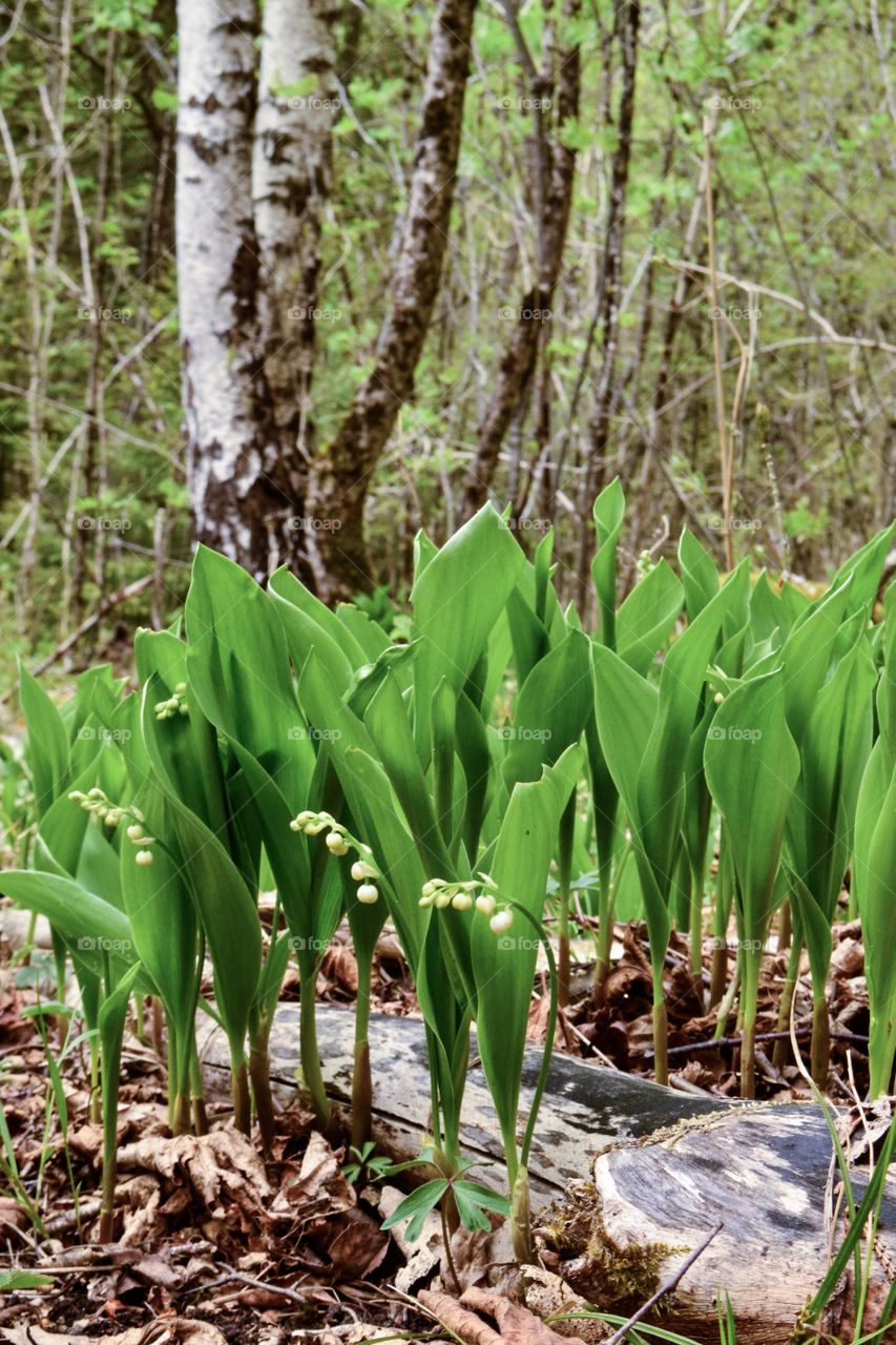 Convallaria majali - lily of the valley 
